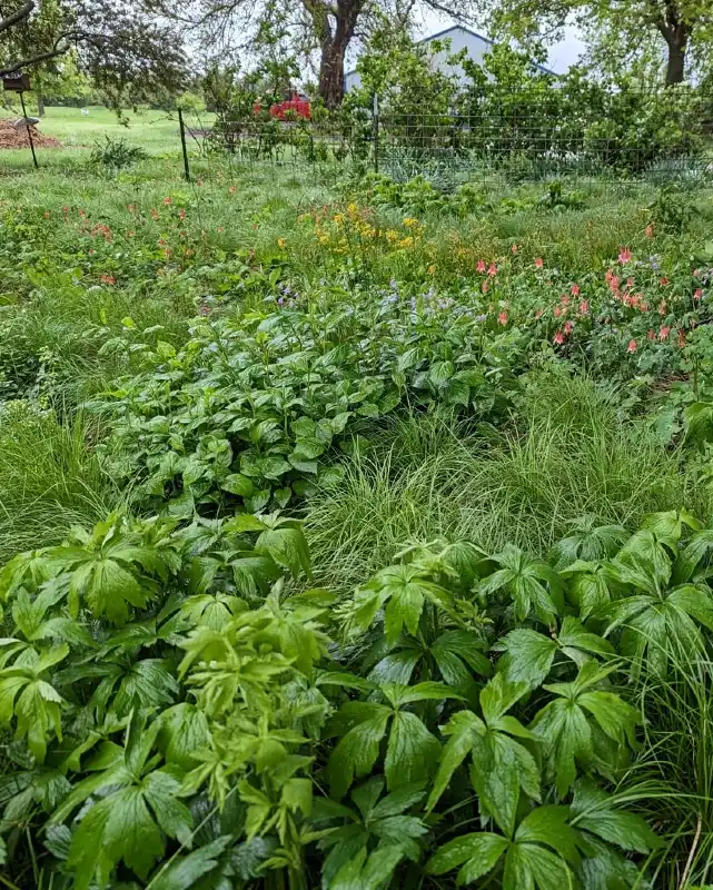 Native Woodland Ground Cover