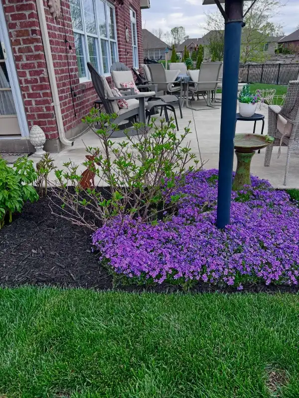 Creeping Phlox Ground Cover