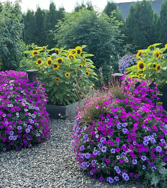 Sunflower and Petunia Gravel Path Bed