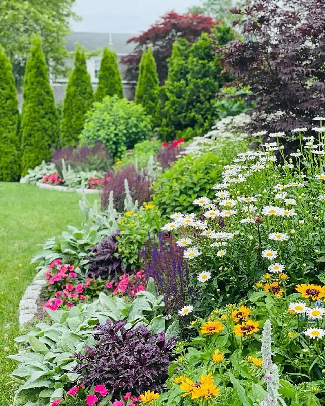 Textured Perennial Border with White Daisies
