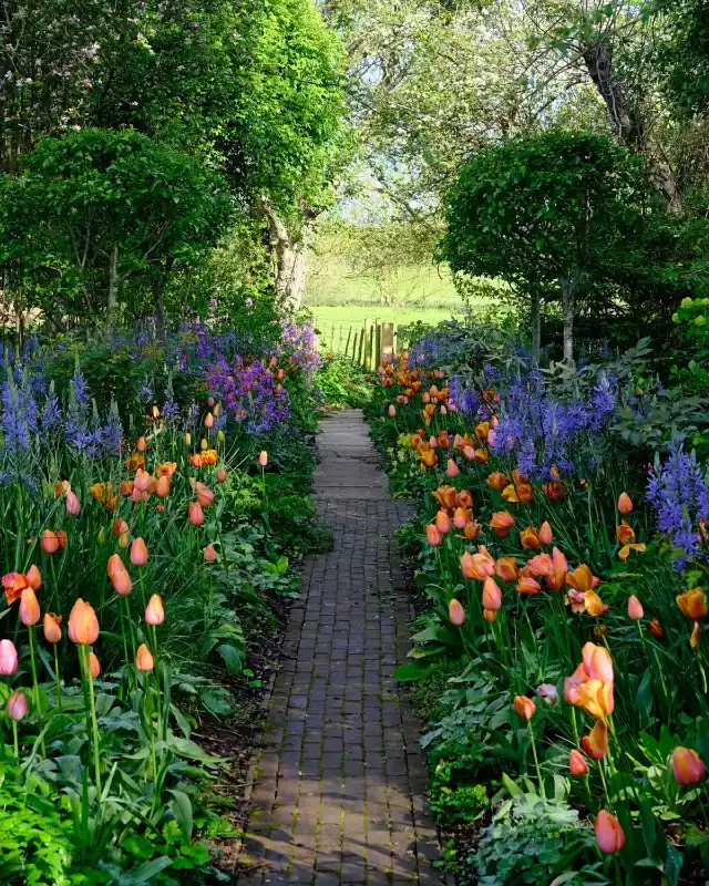 Symmetrical Tulip and Camassia Brick Pathway
