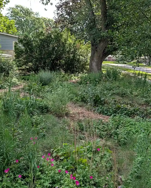 Prairie Style Native Garden