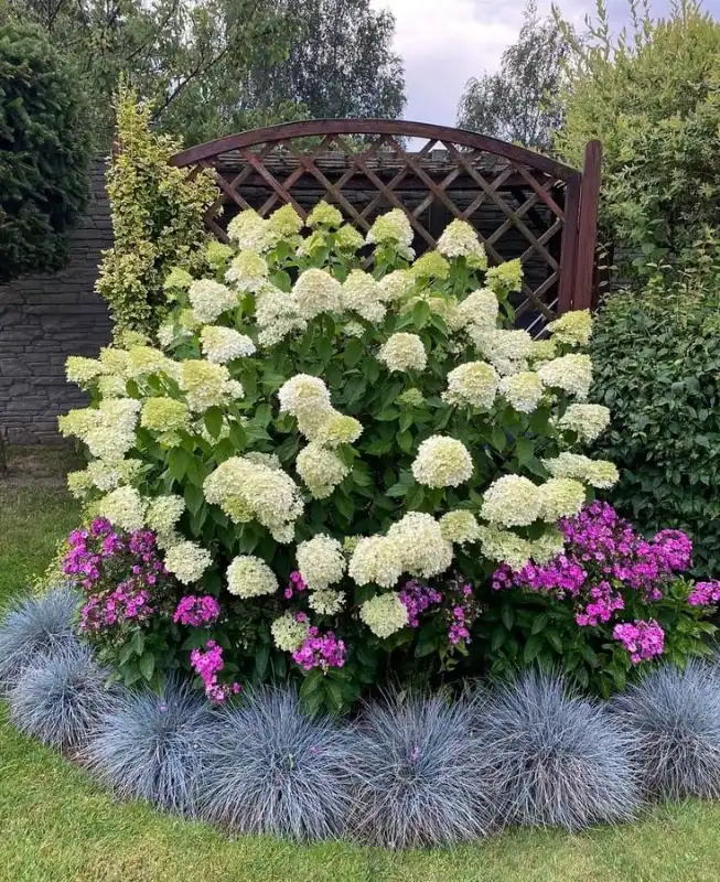 Trellis-Backed Hydrangea and Blue Fescue Bed