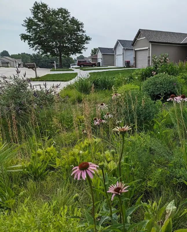 Front Yard Coneflower Meadow