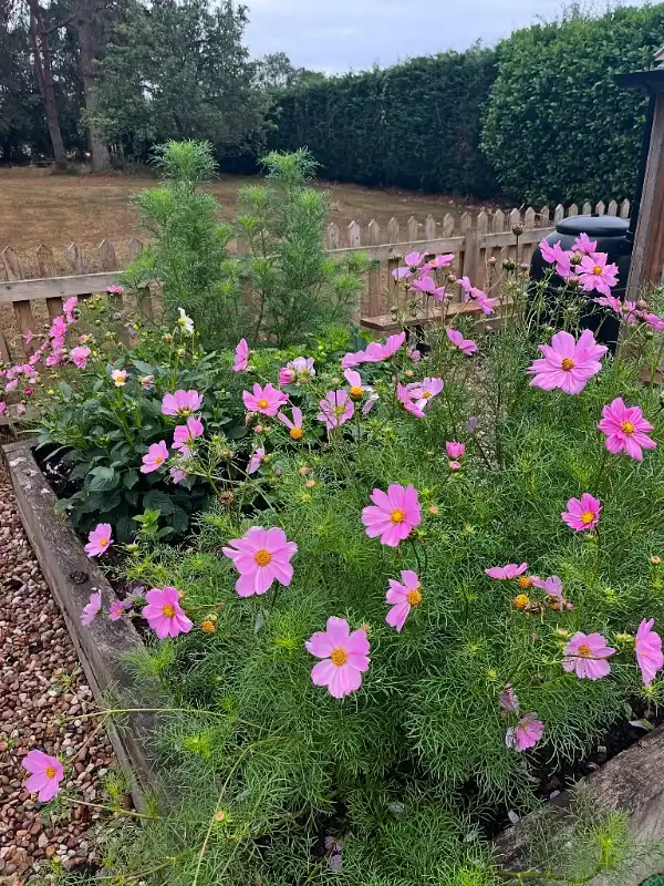 Wooden Timber Raised Cosmos Bed