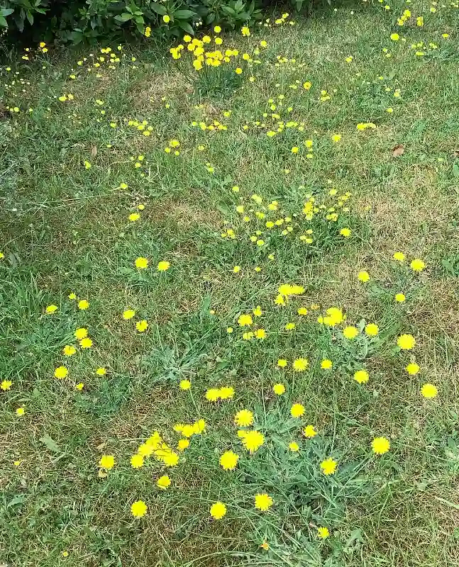Yellow Hawkweed Patch