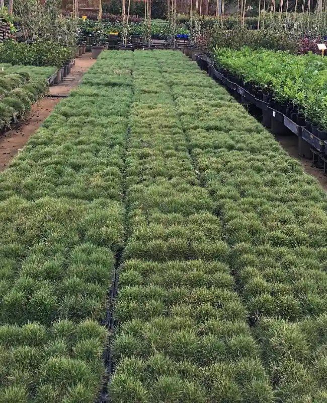 No Mow Grass Plugs
