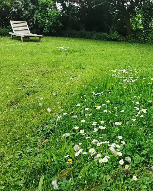 Tapestry Lawn with Wildflowers