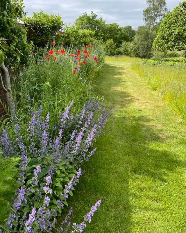 Wildflower Border with Mowed Path