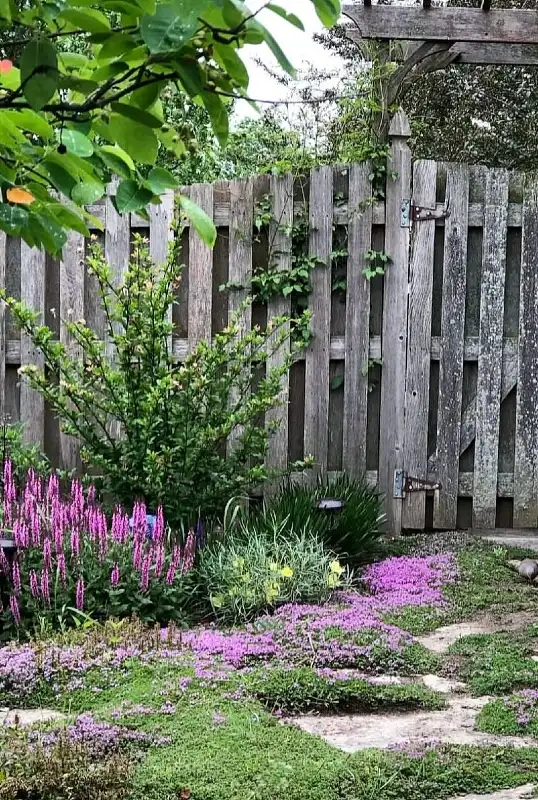 Creeping Thyme Garden Path