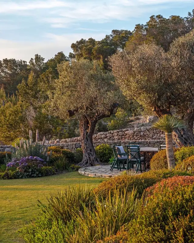 Stone Patio with Mature Olive Trees