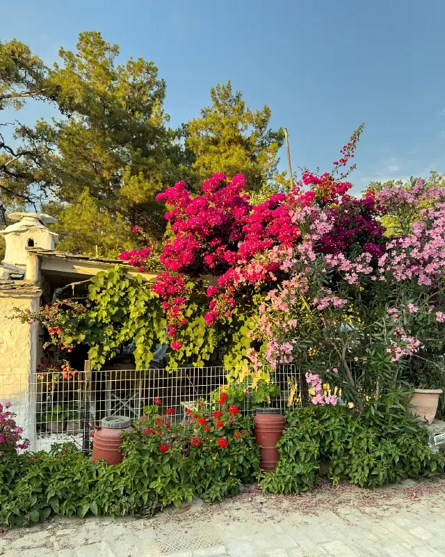 Vibrant Bougainvillea and Oleander Borders
