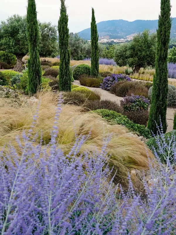 Columnar Italian Cypress Trees with Russian Sage