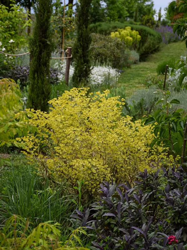 Golden Spurge and Dark Purple Sage Beds