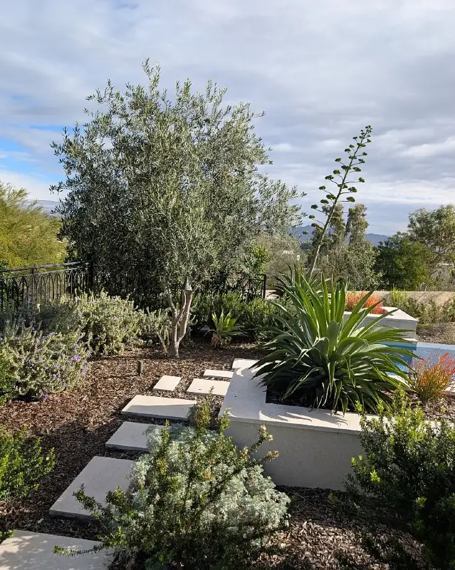 Raised Poolside Planters with Flowering Agave