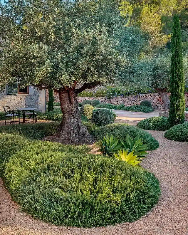 Sculptural Olive Trees and Prostrate Rosemary Mounds