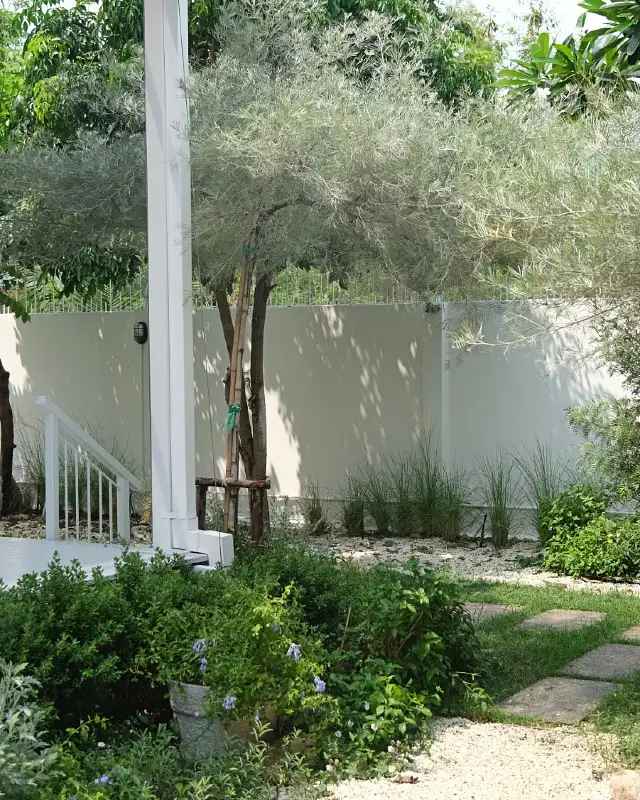 Minimalist Garden Courtyard with Wispy Olive Canopy