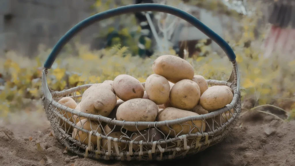 Plastic Free Harvest Storage