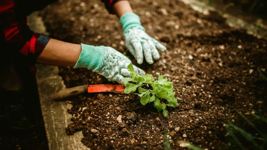 Placement Tips for a Food Forest Layout
