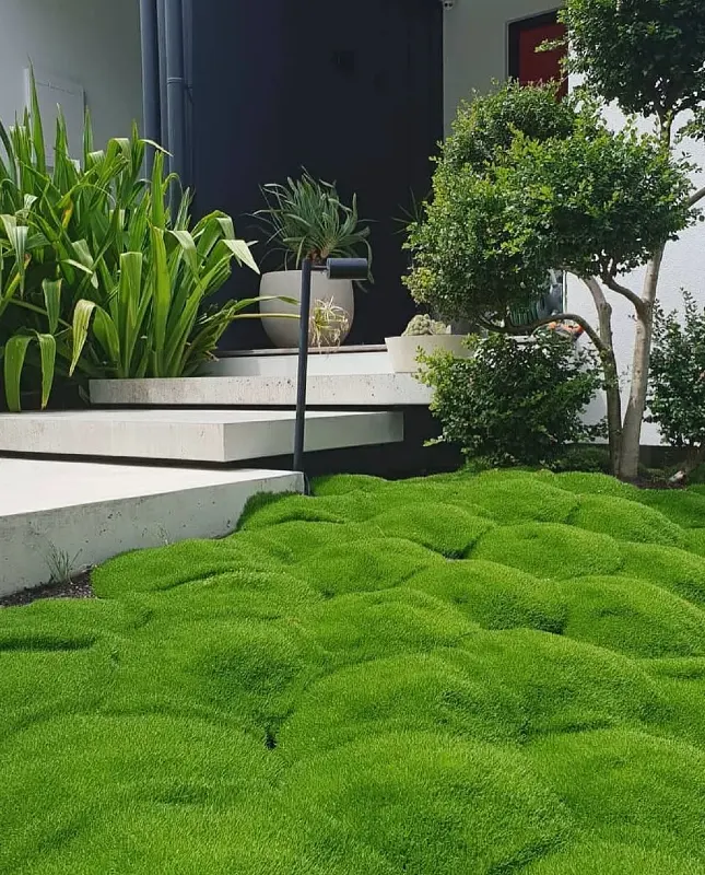 Sculptural Irish Moss Garden