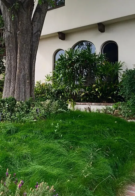 Sloping Fine Fescue Meadow