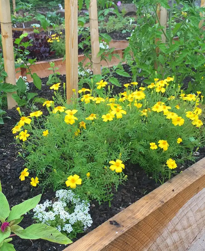 Edible Marigold Border
