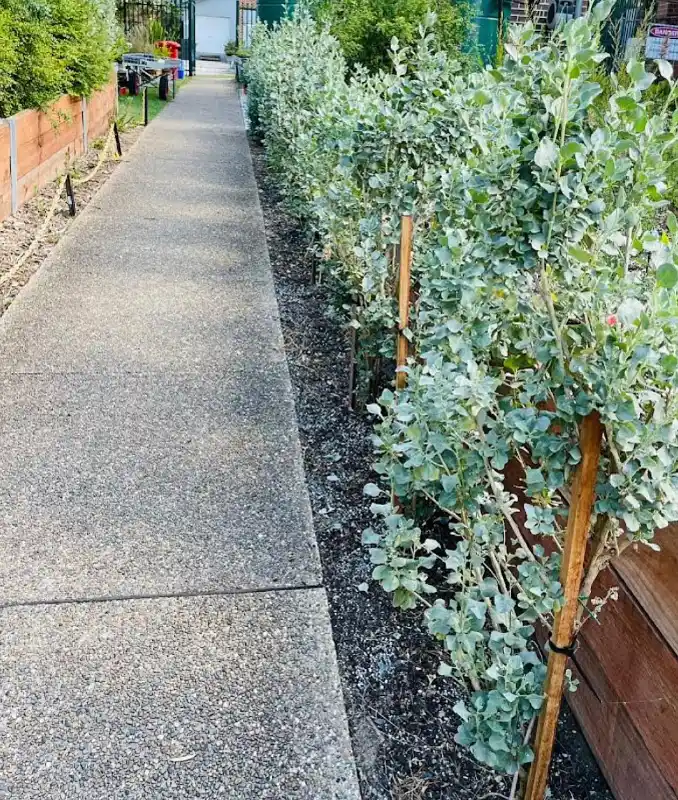 Staked Silver Hedge