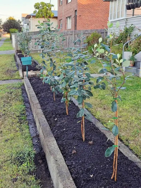 Sidewalk Berry Border