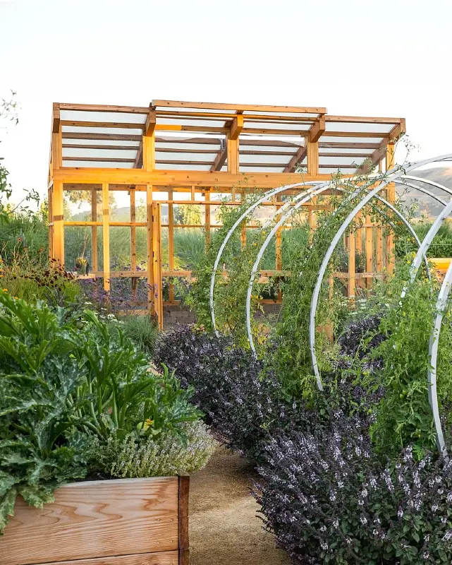 Arching Tomato Trellis