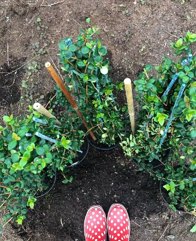 Potted Shrub Starters