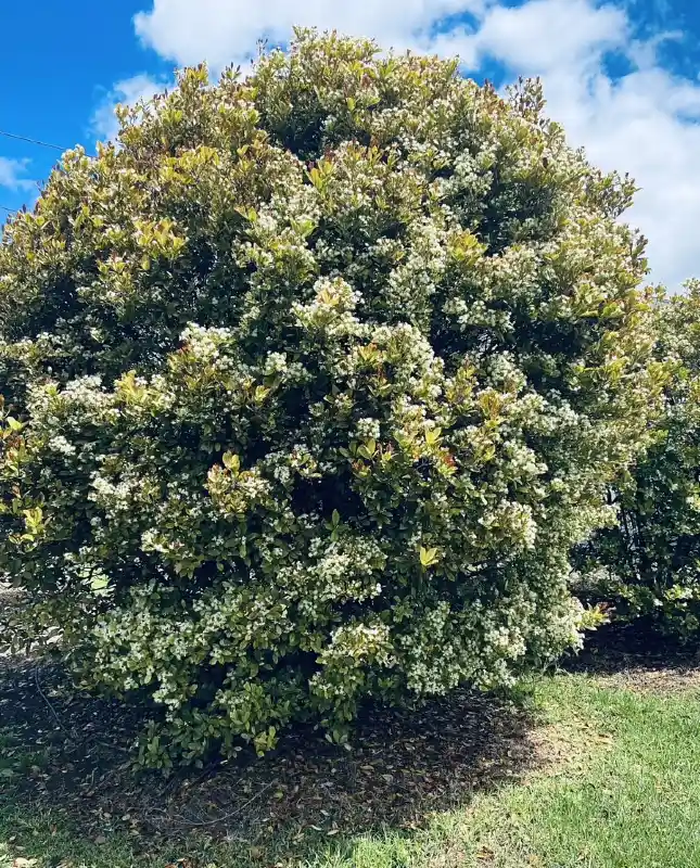 Flowering Lilly Pilly Hedge
