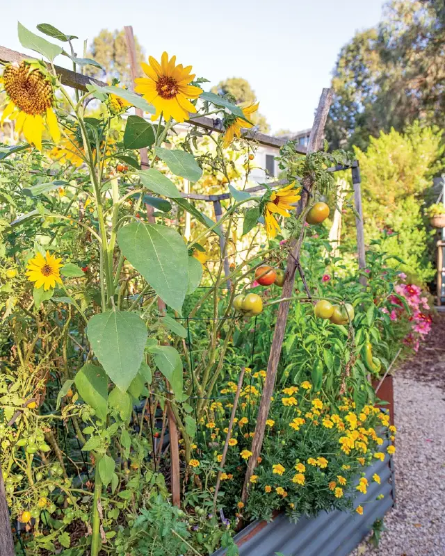 Corrugated Metal Sun Garden