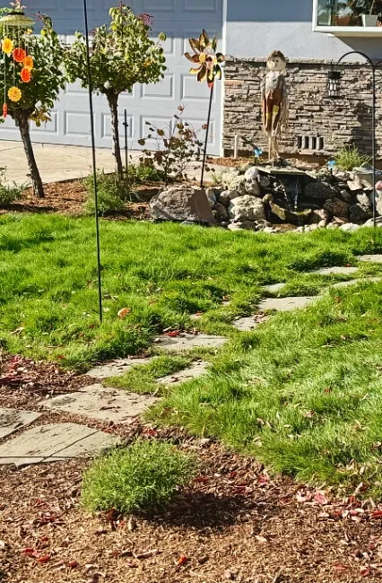 Small No Mow Grass Patch
