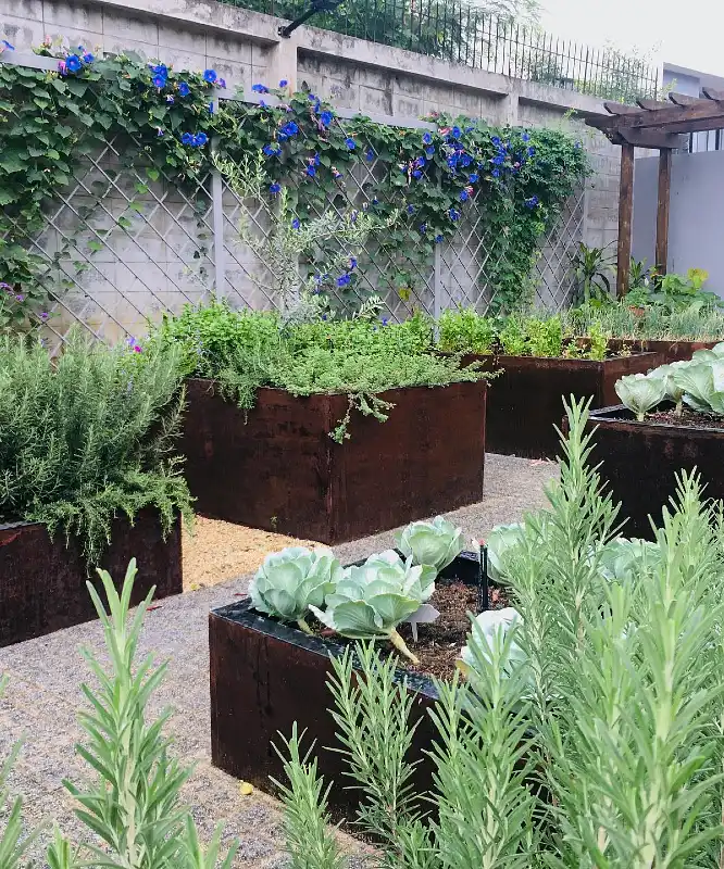 Corten Steel Culinary Hedge