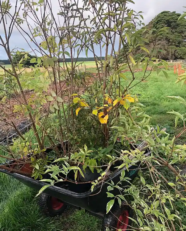 Wheelbarrow Shrub Transport