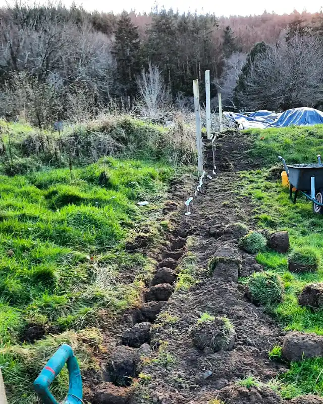 Freshly Dug Hedge Line