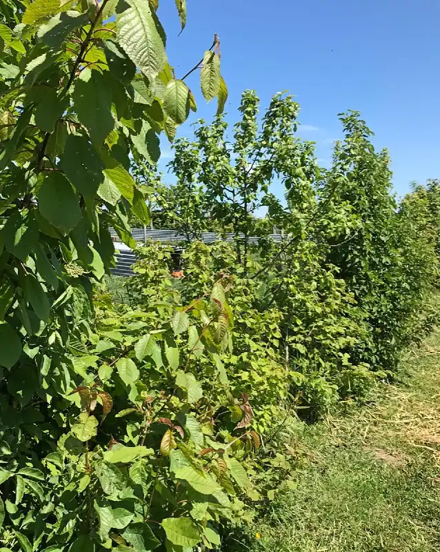 Mixed Edible Farm Hedge