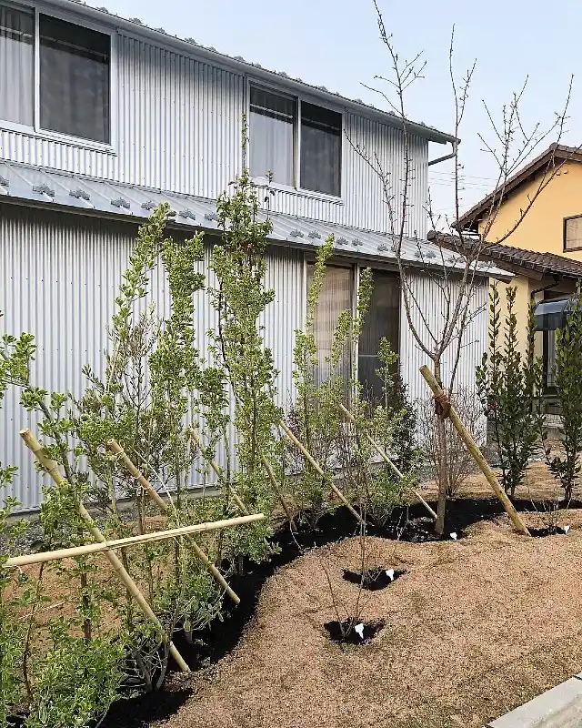 Bamboo Supported Foundation Hedge