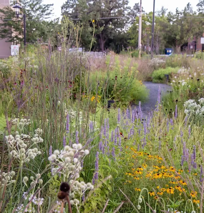 Wildflower Meadow Border