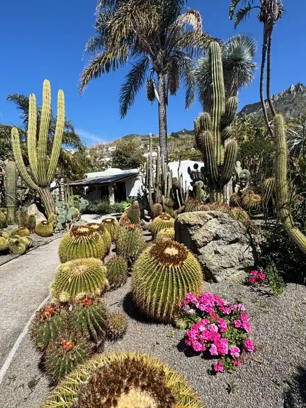 Barrel Cactus Desert Hedge