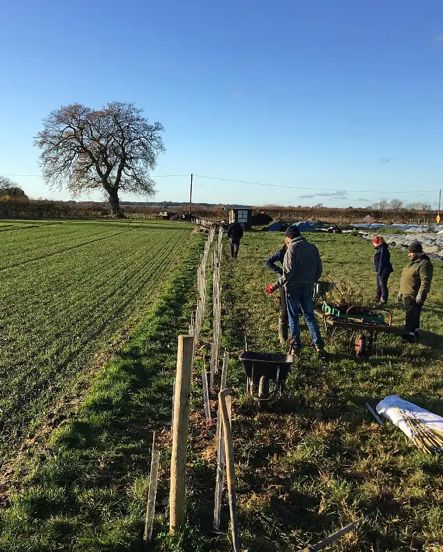 Large Scale Farm Windbreak