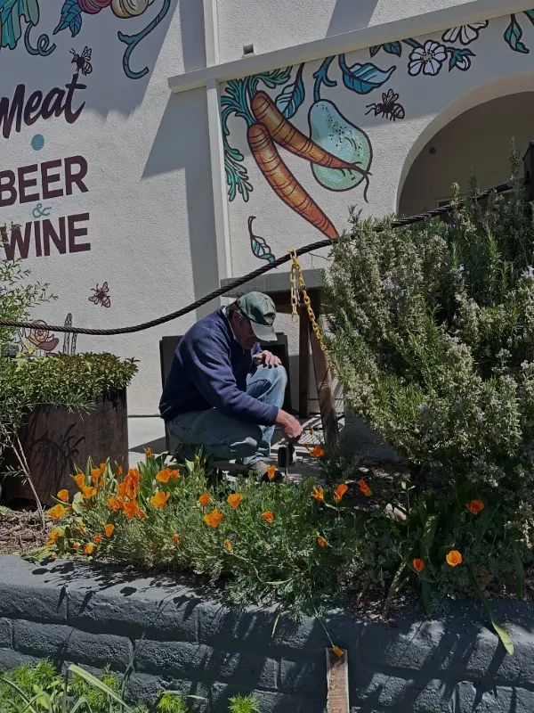 Urban Rosemary Hedge