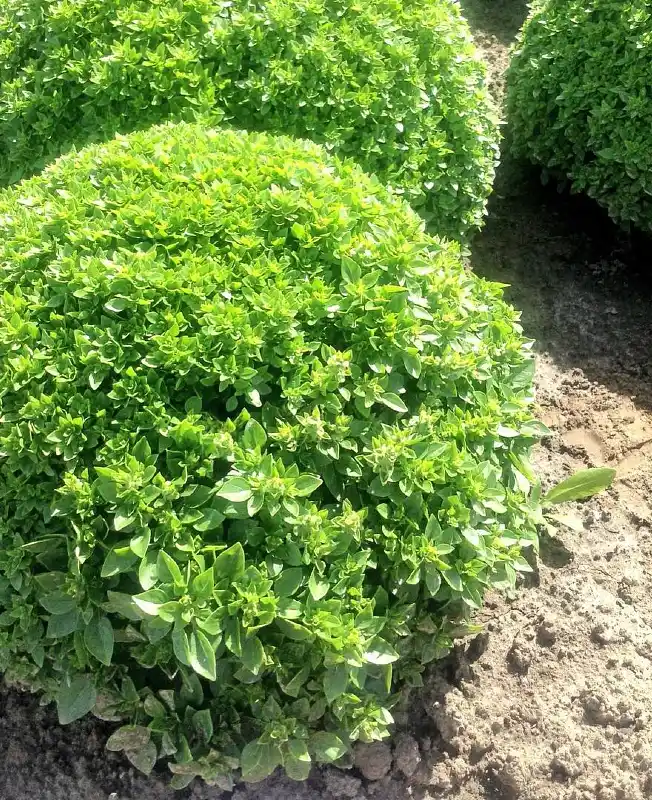 Globe Basil Low Hedge