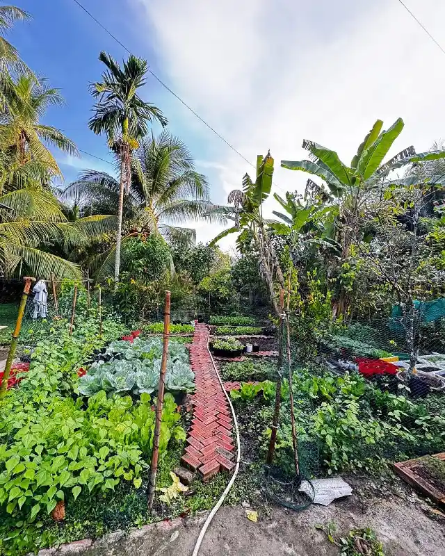 Tropical Kitchen Garden Path