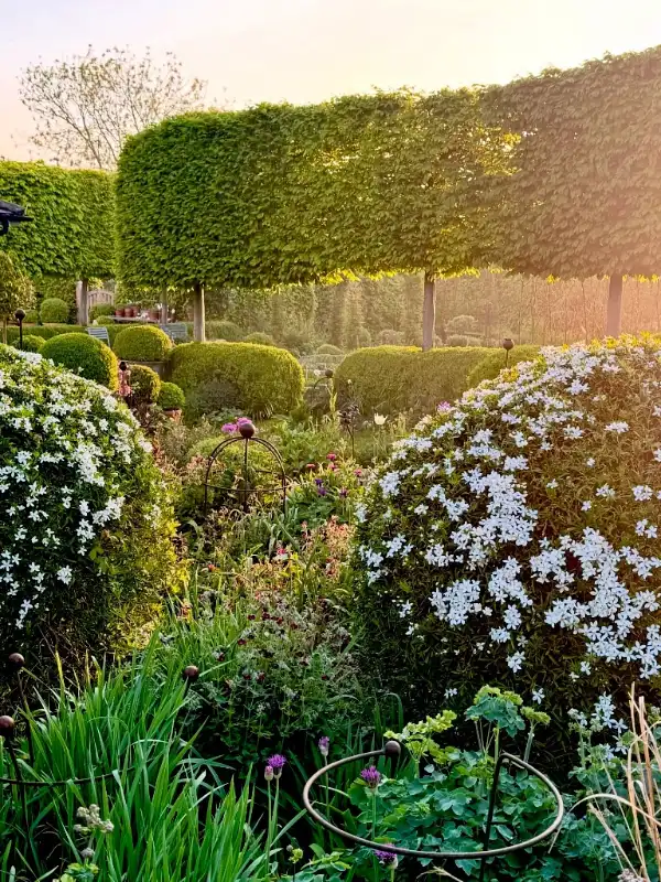 Pleached Tree and Topiary Garden