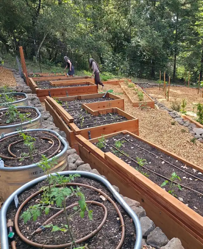 Wire Mesh Vegetable Enclosure