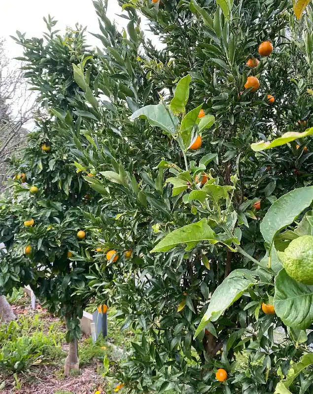 Citrus Tree Hedgerow