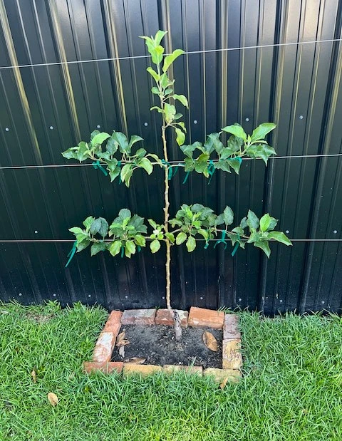Espalier Fruit Tree