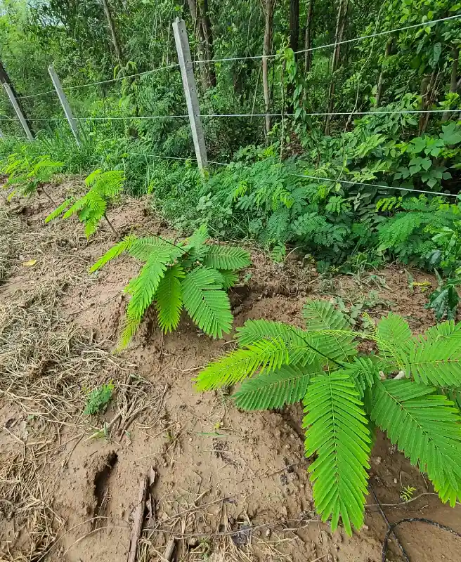 Fern Like Legume Hedge