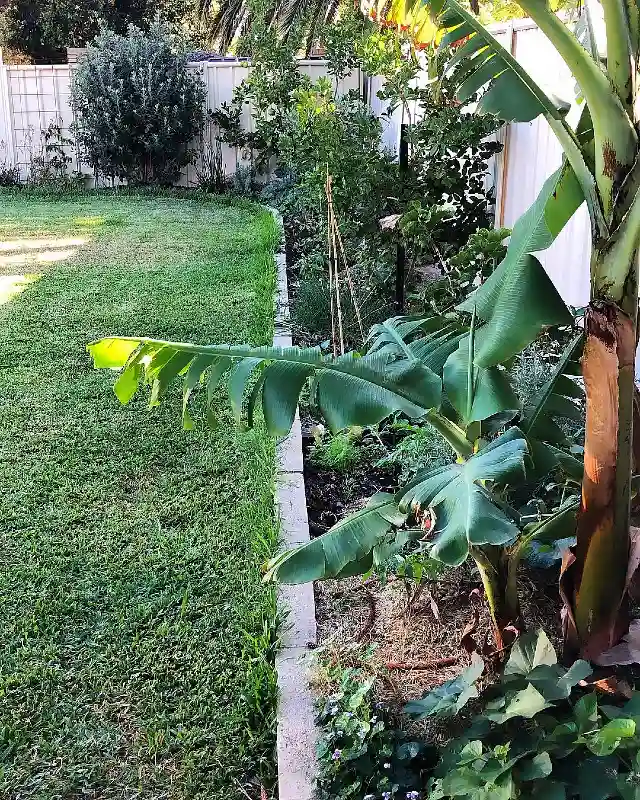 Tropical Banana Border